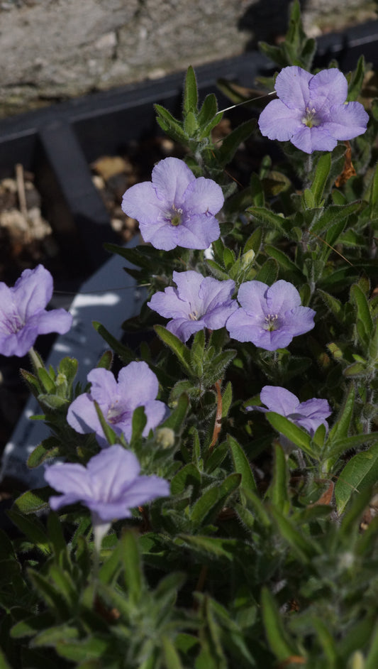 Ruellia humilis - Behaarte Ruellie