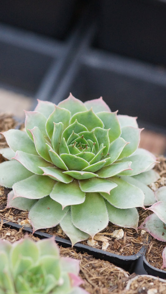 Sempervivum Hybride 'Emerald Giant' - Hauswurz
