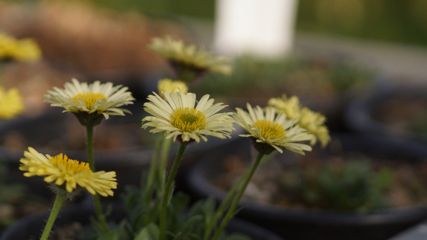 Erigeron aureus 'Canary Bird' - Gold-Berufskraut