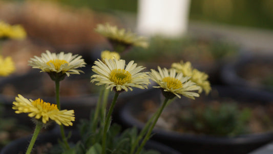 Erigeron aureus 'Canary Bird' - Gold-Berufskraut