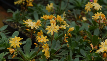 Lewisia cotyledon 'Safira Yellow®' - Bitterwurz