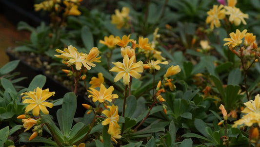 Lewisia cotyledon 'Safira Yellow®' - Bitterwurz