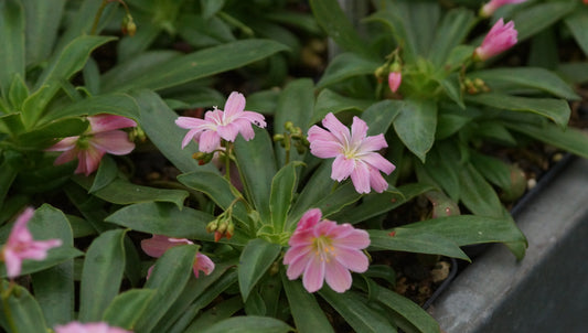 Lewisia cotyledon 'Safira Pink®' - Bitterwurz