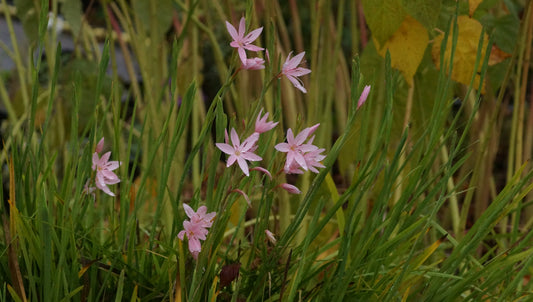 Schizostylis coccinea 'Mrs. Hegarty' (Syn. Hesperantha c. 'Mrs Hegarty') - Sumpfspaltgriffel