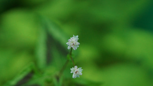 Persicaria microcephala 'Silver Brown' - Buntblatt-Knötrich
