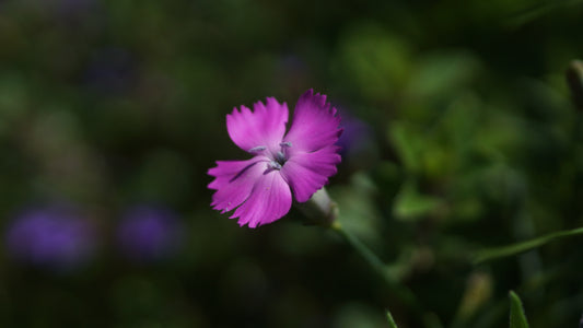 Dianthus silvestris - Stein-Nelke
