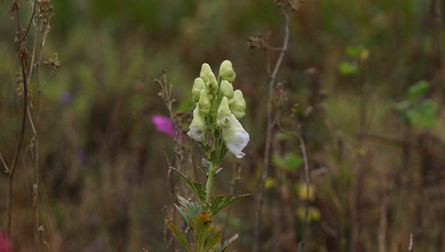 Aconitum charmichaelii 'Cloudy' - Herbst-Eisenhut