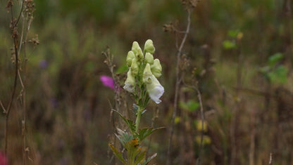 Aconitum charmichaelii 'Cloudy' - Herbst-Eisenhut