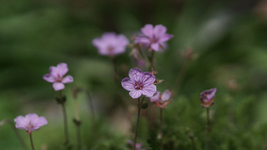 Erodium x variabile 'Country Park' - Reiherschnabel