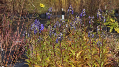 Aconitum carmichaelii 'Arendsii' - Herbst-Eisenhut
