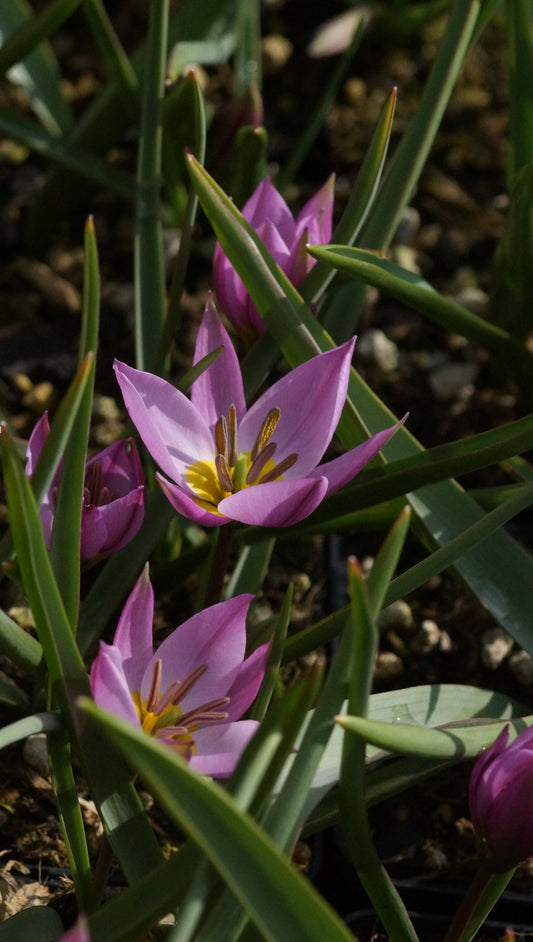Tulipa humilis - Zwerg-Tulpe