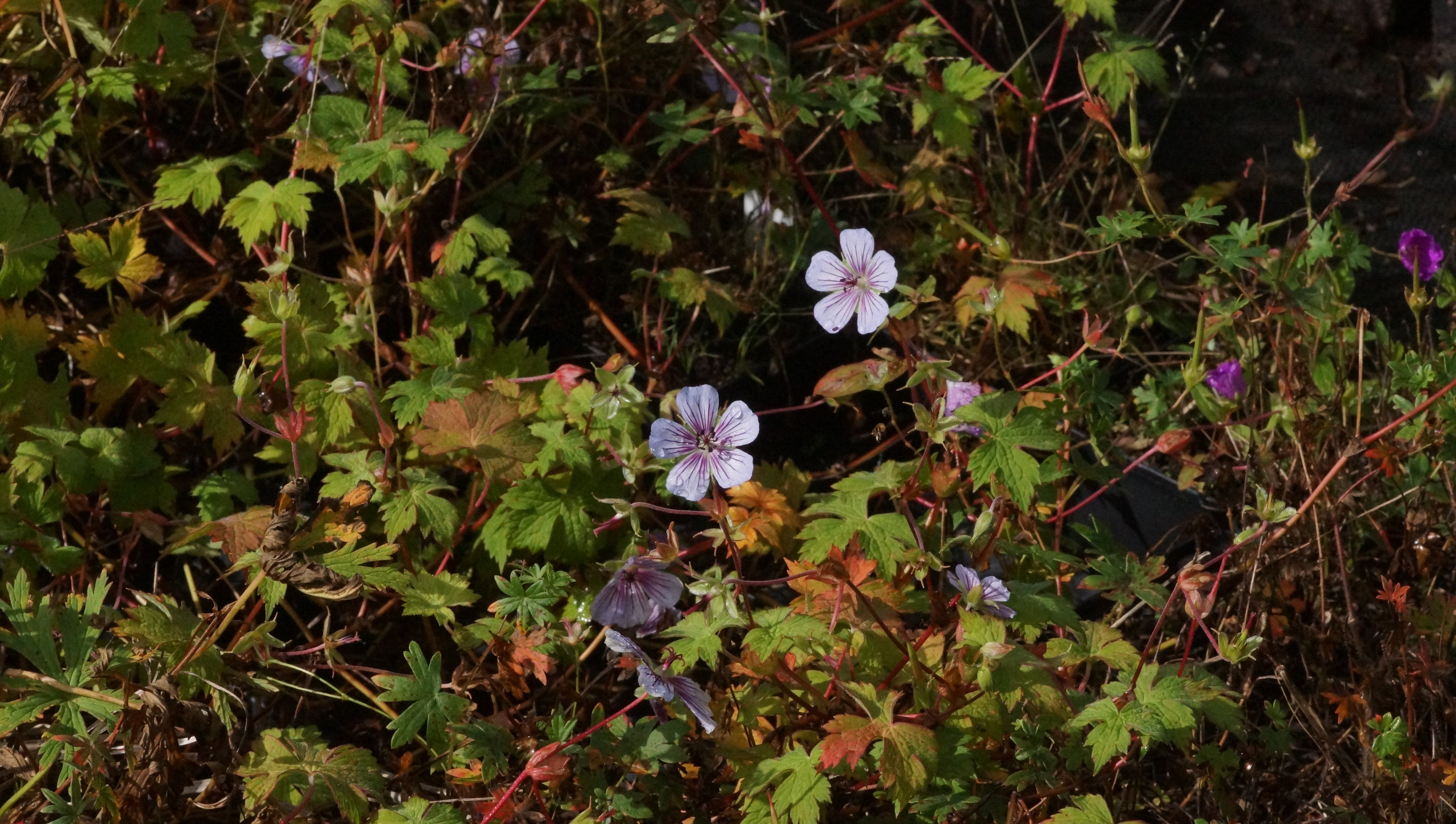 Geranium wallichiana 'Crystal Lake' - Storchschnabel – Staudenwerk GmbH