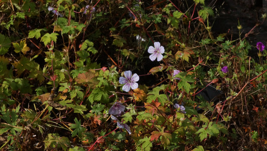Geranium wallichiana 'Crystal Lake' - Storchschnabel