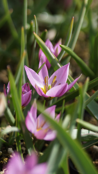 Tulipa humilis - Zwerg-Tulpe