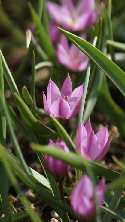 Tulipa humilis - Zwerg-Tulpe