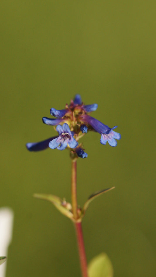 Penstemon pulchellus - Bartfaden