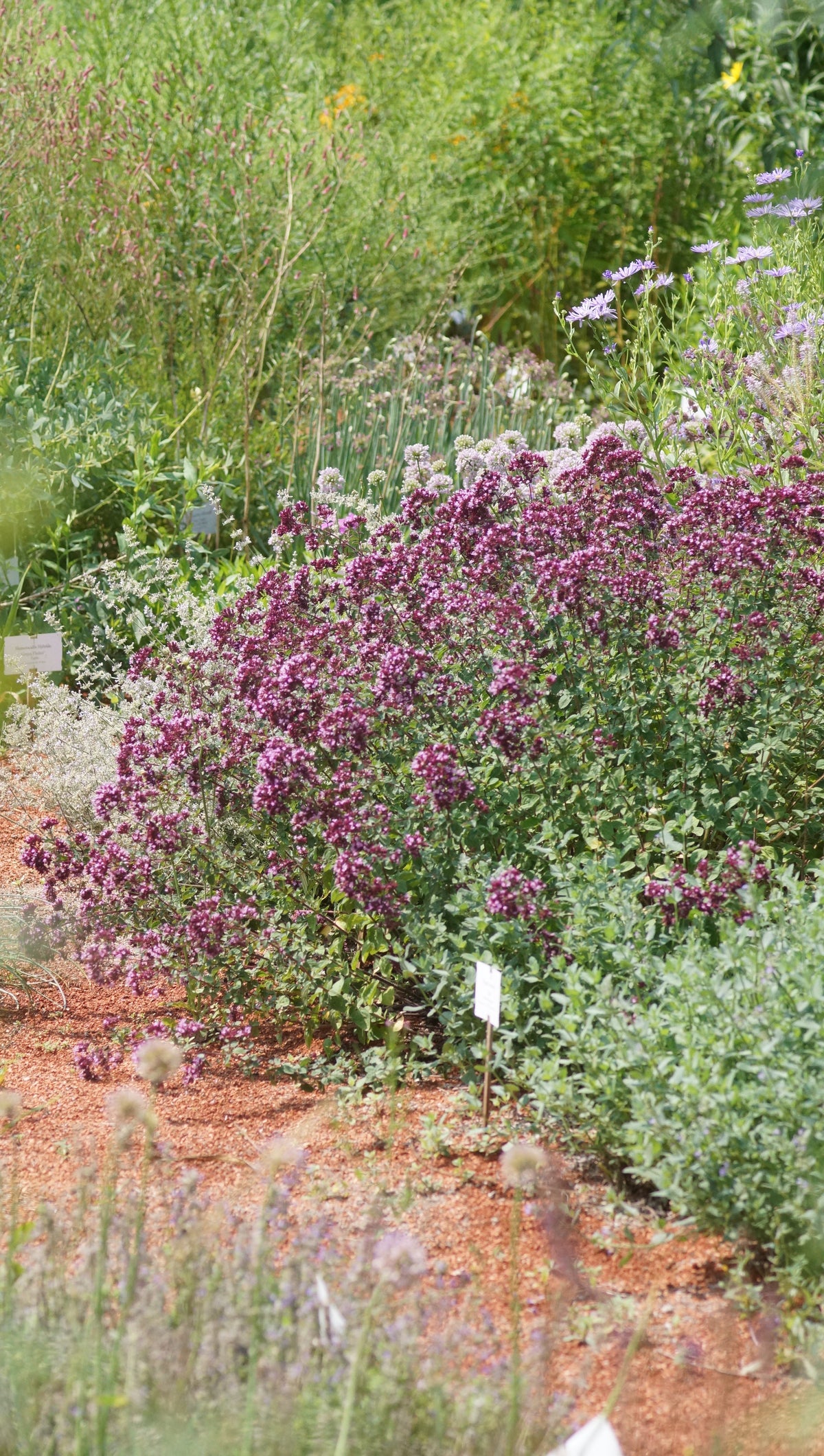 Origanum laevigatum 'Rosenkuppel' - Blumen-Dost