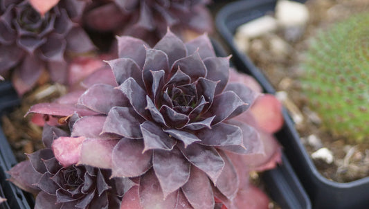 Sempervivum Hybride 'Black Panther' - Hauswurz