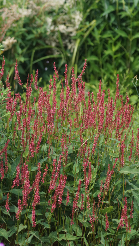 Persicaria amplexicaulis 'Orangefield' - Kerzenknötrich