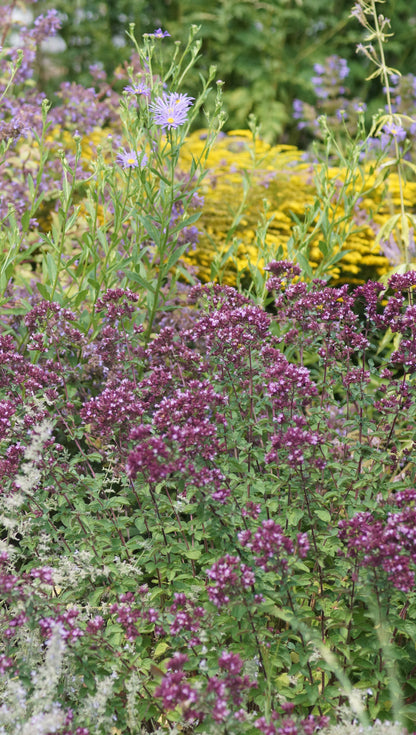 Origanum laevigatum 'Rosenkuppel' - Blumen-Dost