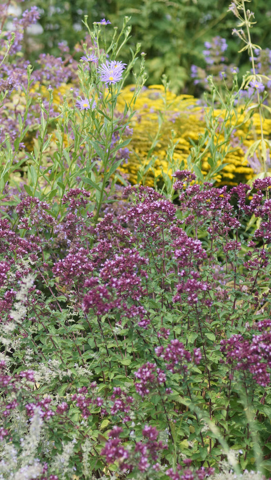 Origanum laevigatum 'Rosenkuppel' - Blumen-Dost