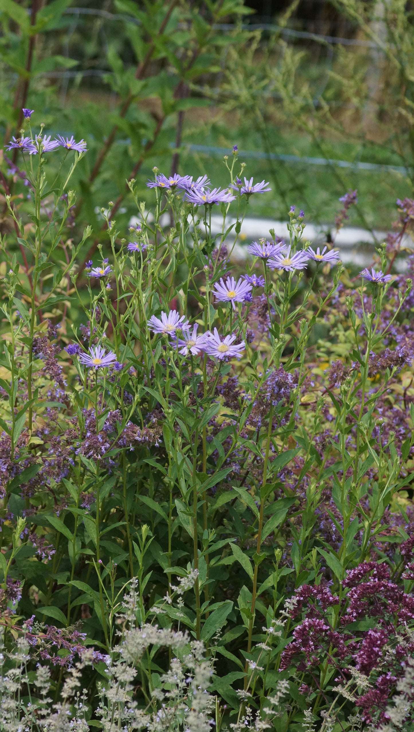 Aster thomsonii - Thomsons Aster