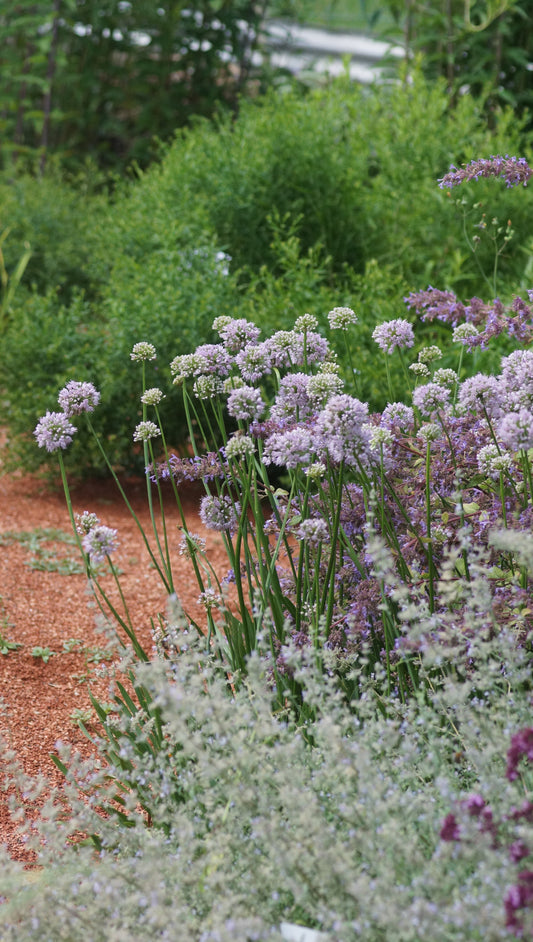 Allium Hybride 'Summer Beauty' - Sommer-Lauch