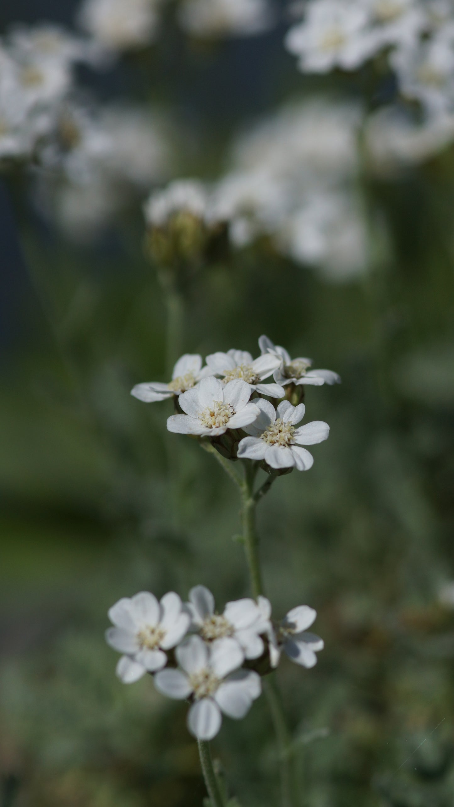 Achillea x kolbiana - Silber-Garbe