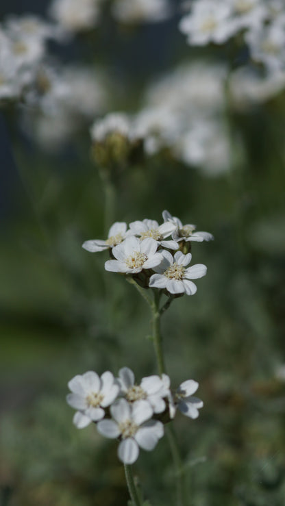 Achillea x kolbiana - Silber-Garbe