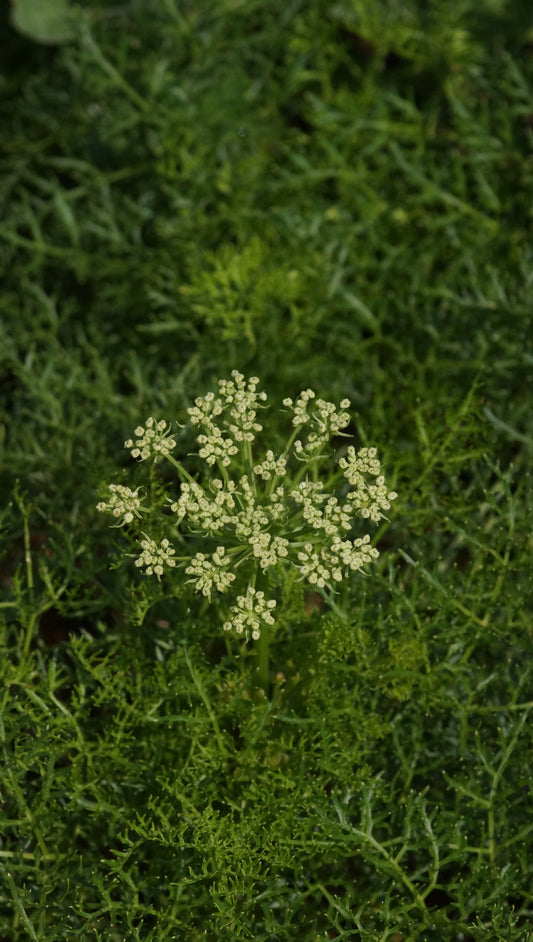 Peucedanum rablense - Raibler Haarstrang
