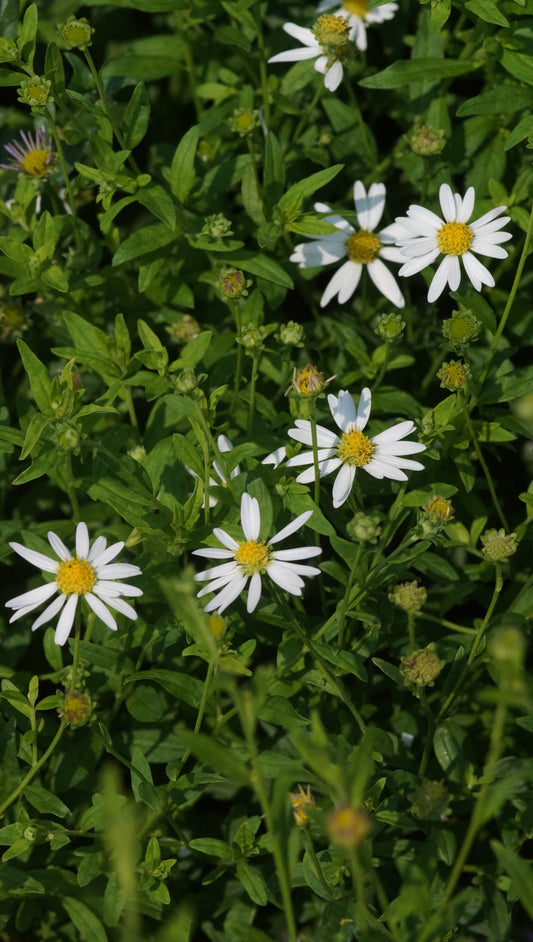 Kalimeris incisa 'Alba' - Schönaster