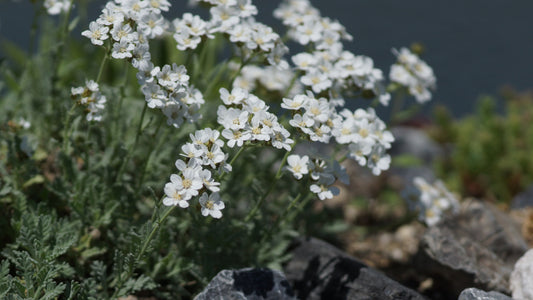 Achillea x kolbiana - Silber-Garbe