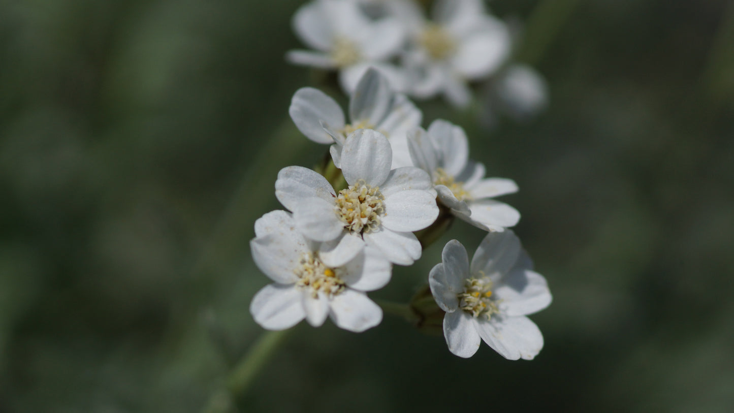 Achillea x kolbiana - Silber-Garbe