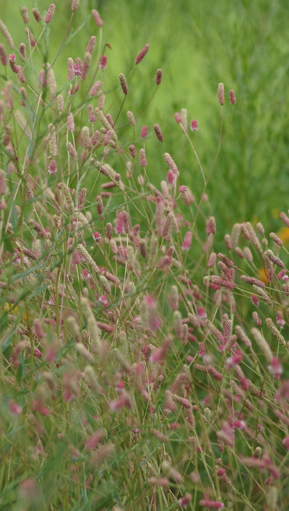 Sanguisorba officinalis 'Pink Tanna' - Grosser Wiesenkonpf
