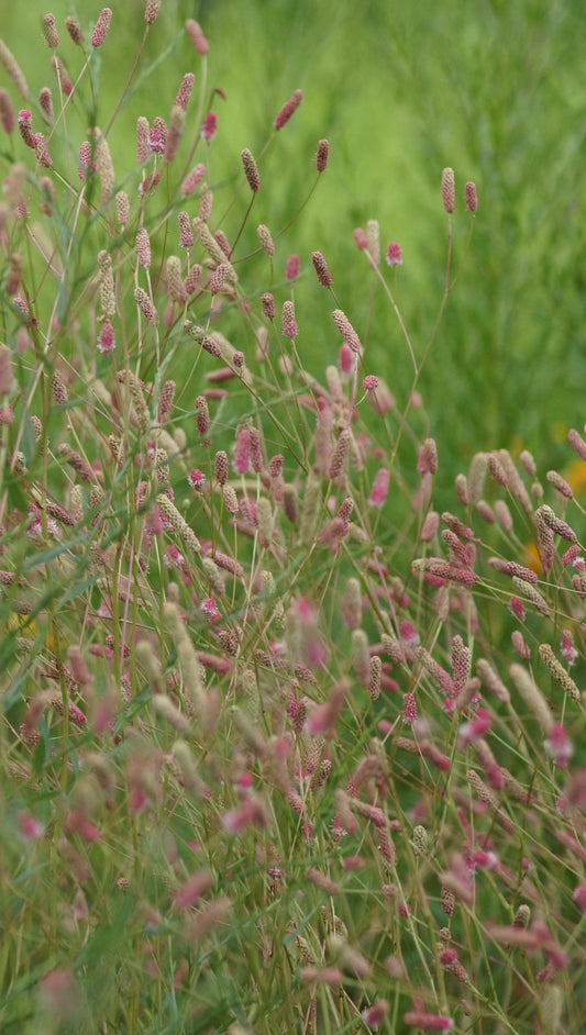 Sanguisorba officinalis 'Pink Tanna' - Grosser Wiesenkonpf