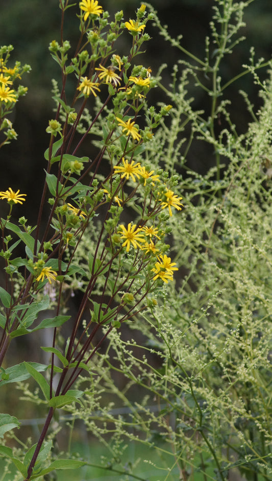 Silphium integrifolium 'Dark Stem' - Kompasspflanze
