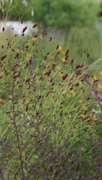 Sanguisorba Hybride 'Cangshan Cranberry' - Wiesenknopf