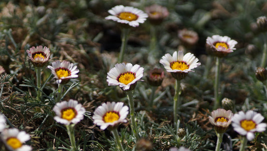 Rhodanthemum catananche 'Tizi-N-Tichka' - Marokkanische Margerite