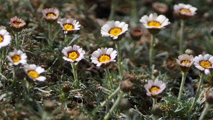 Rhodanthemum catananche 'Tizi-N-Tichka' - Marokkanische Margerite