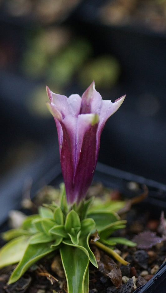 Gentiana clusii 'Rosea' - Clusius-Enzian