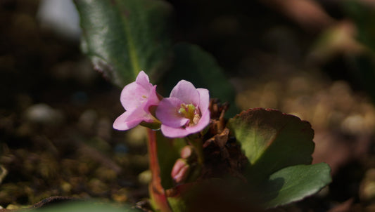 Bergenia cordifolia 'Fairytail Romance' - Bergenie