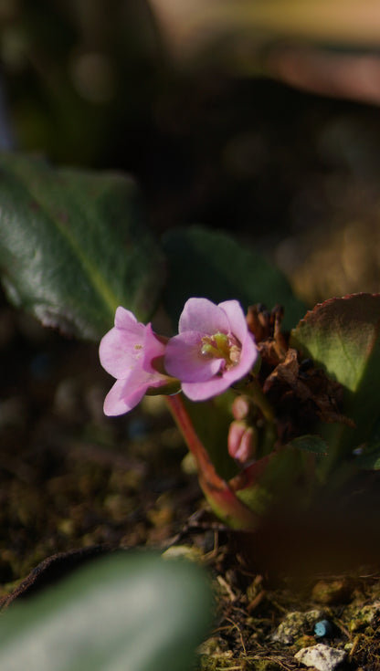 Bergenia cordifolia 'Fairytail Romance' - Bergenie
