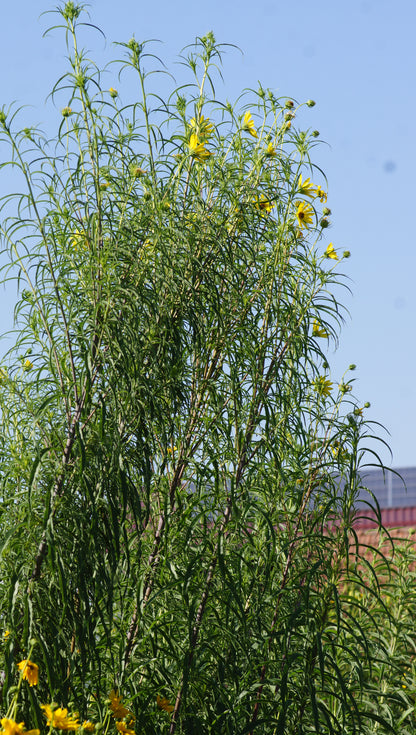 Helianthus salicifolius var. orgyalis - Weidenblättrige Sonnenblume