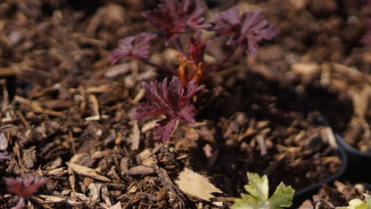 Geranium himalayense 'Kaya' - Himalaya-Storchschnabel