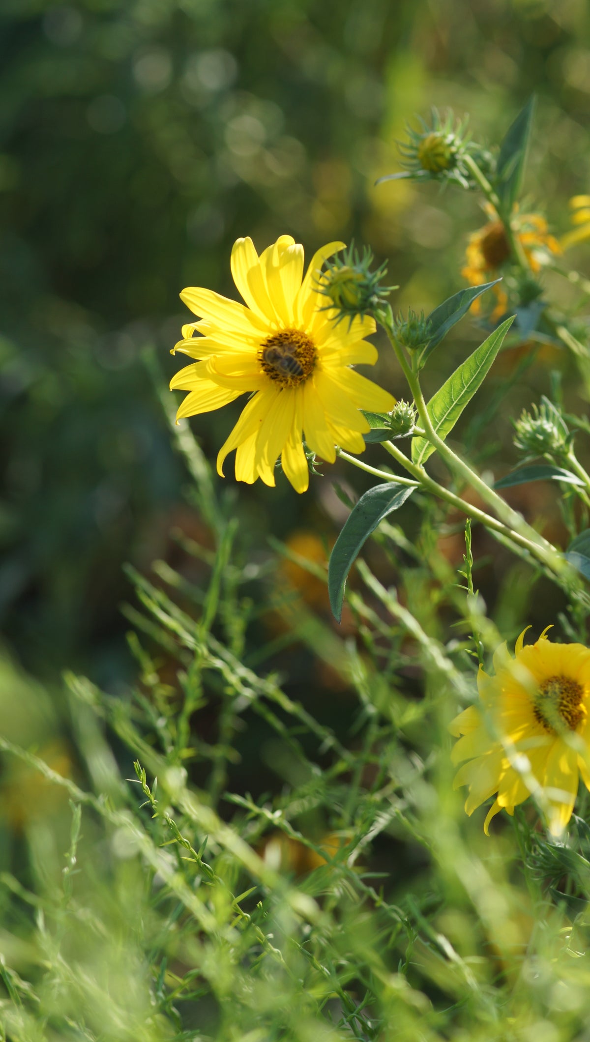 Helianthus Hybride 'Simon Wiesenthal' - Stauden-Sonnenblume