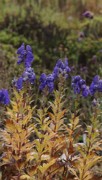 Aconitum carmichaelii 'Arendsii' - Herbst-Eisenhut