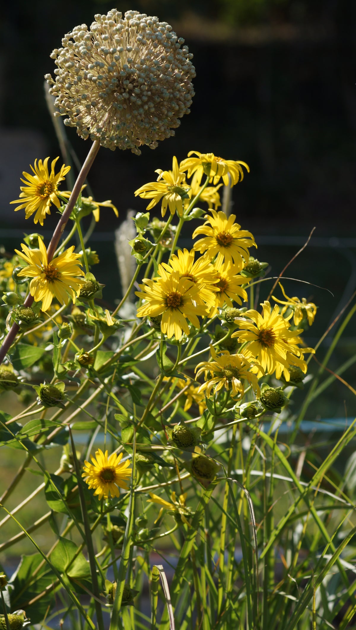 Silphium perfoliatum - Echte Kompasspflanze