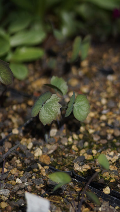 Jeffersonia diphylla - Herzblattschale