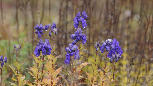 Aconitum carmichaelii 'Arendsii' - Herbst-Eisenhut