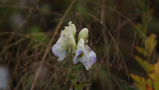 Aconitum charmichaelii 'Cloudy' - Herbst-Eisenhut